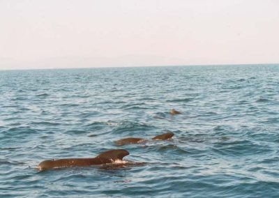 Avistamiento de cetáceos