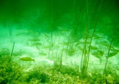 Fauna peces en lagunas de Ruidera