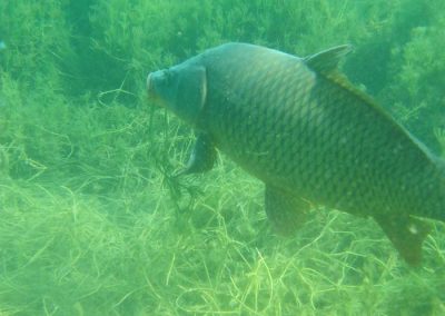 Black Bass en lagunas de Ruidera