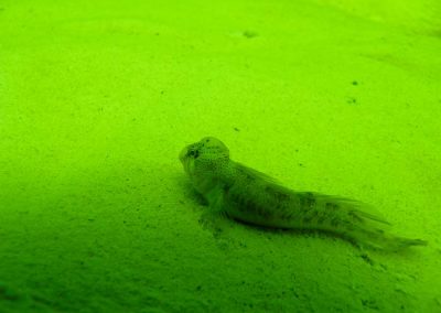 Blenio en lagunas de Ruidera