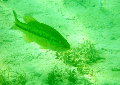 Carpa en lagunas de Ruidera