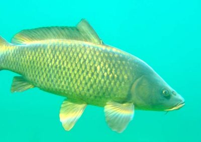 Carpa en lagunas de Ruidera