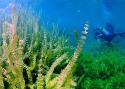 Buceo en lagunas de Ruidera